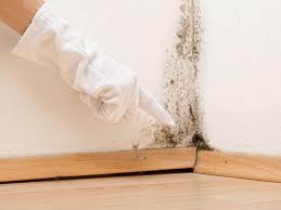 Best Black Mold Removal in Lenox, IA